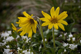 Image of nodding arnica