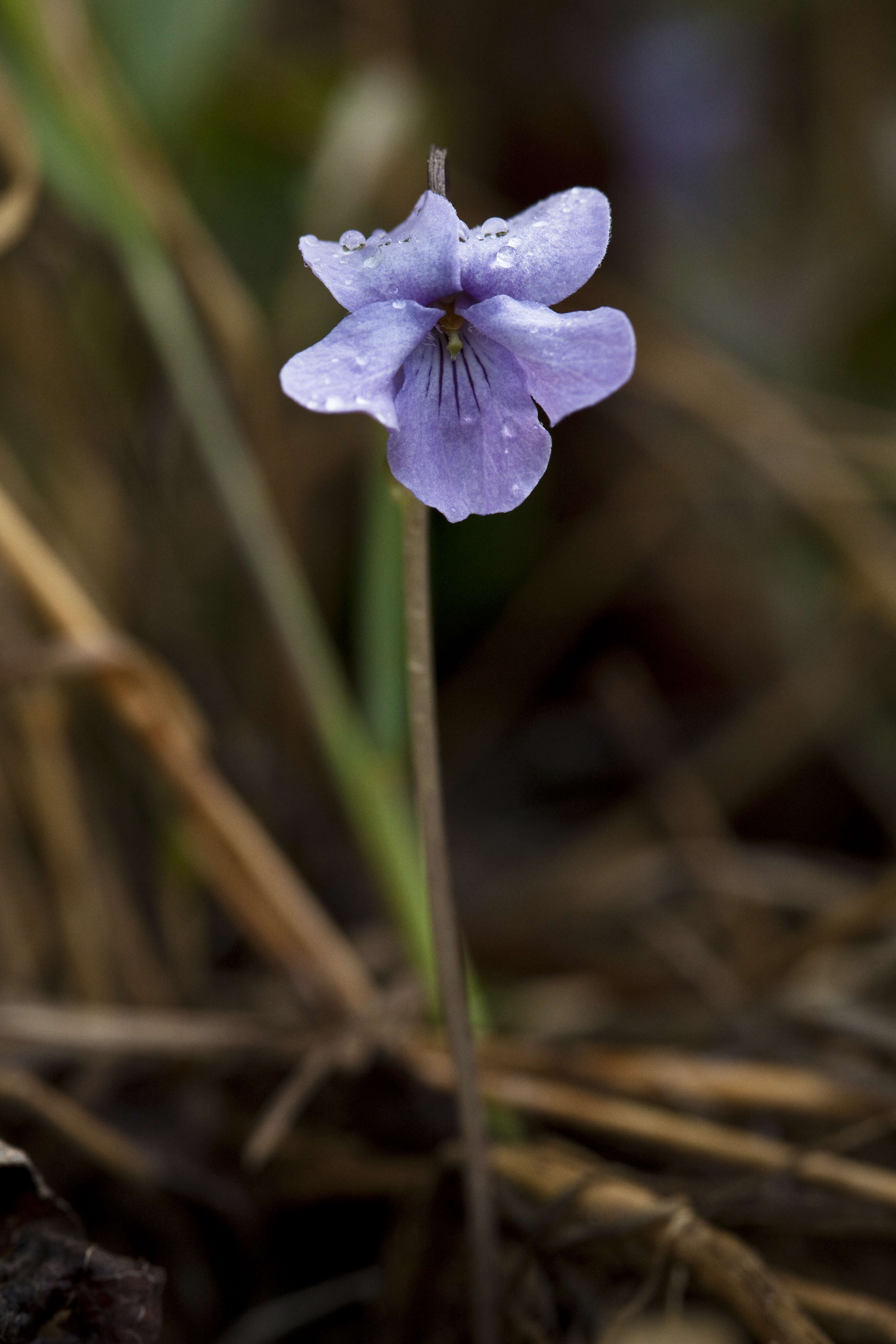 Image of Viola langsdorffii