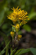 Image of Rocky Mountain goldenrod