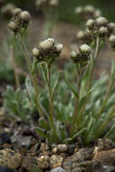 Antennaria friesiana (Trautv.) Ekman resmi