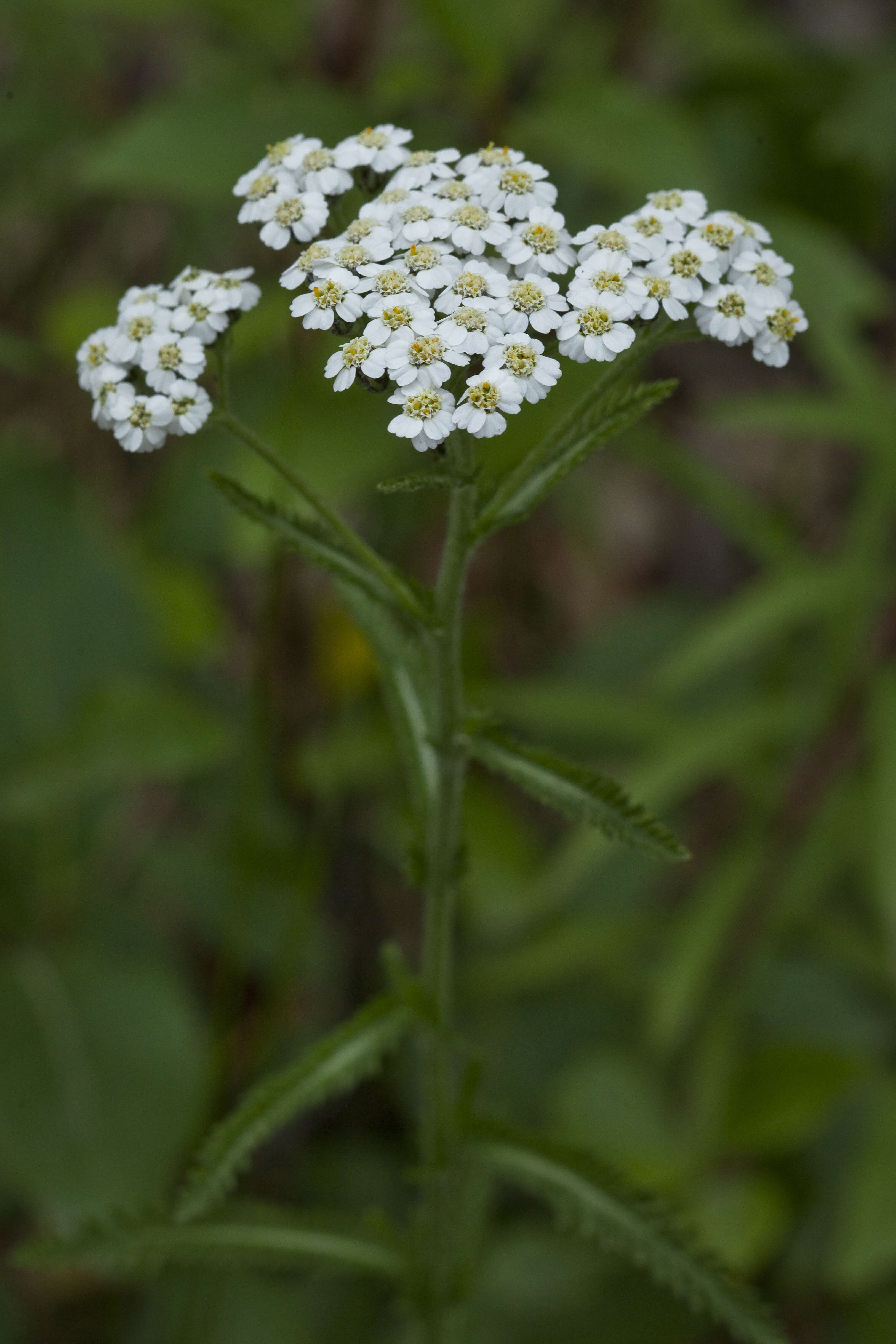 Image of Chinese yarrow