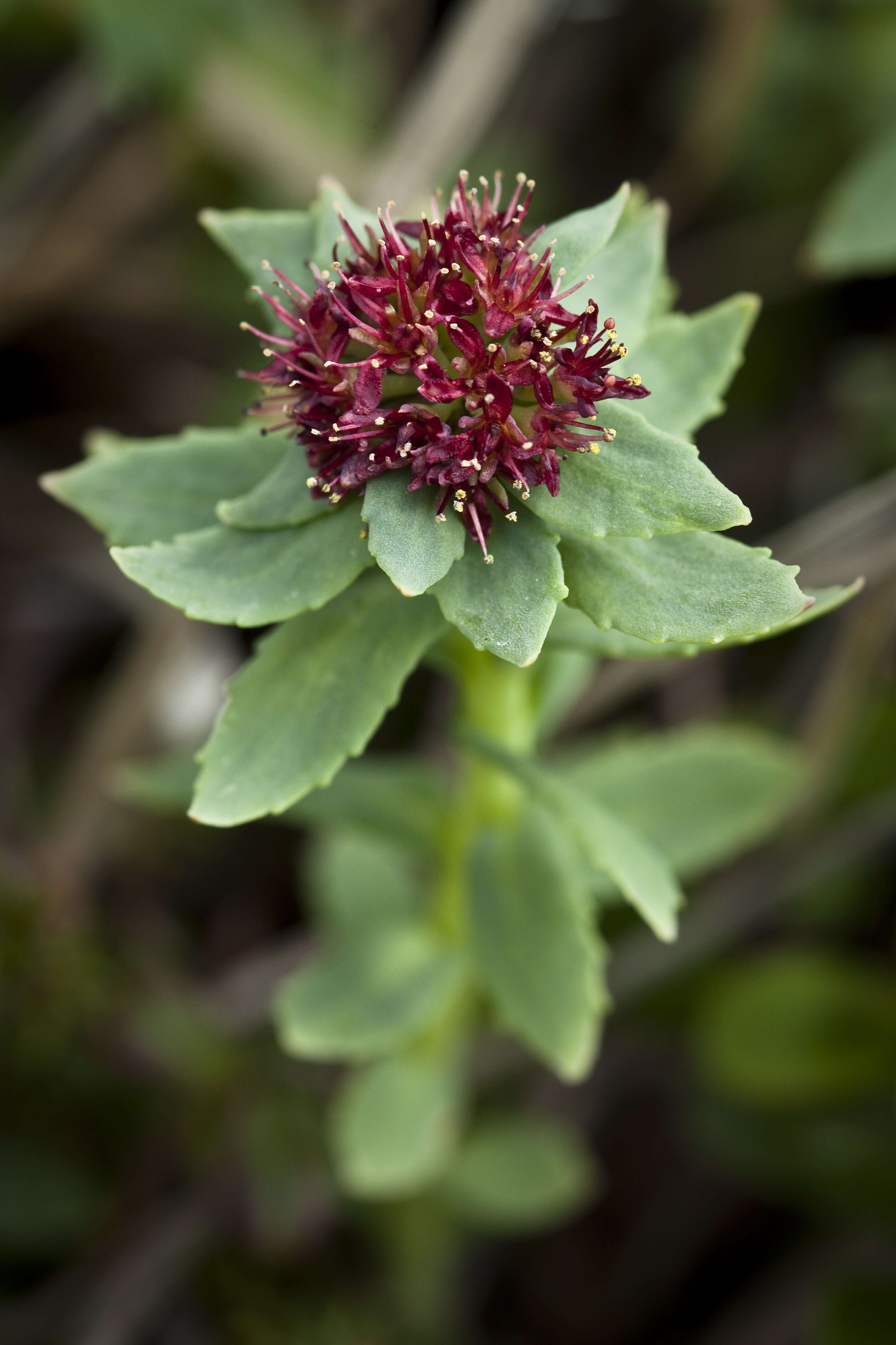 Image of ledge stonecrop