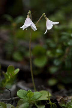 Image of Twinflower