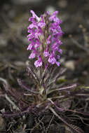 Image of woolly lousewort