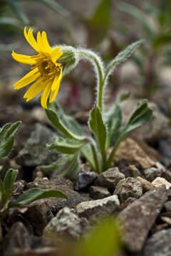 Image of nodding arnica