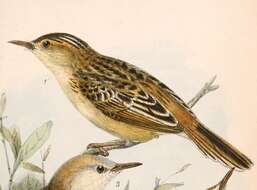 Image of Black-backed Cisticola