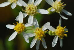 Imagem de Doellingeria umbellata (Mill.) Nees