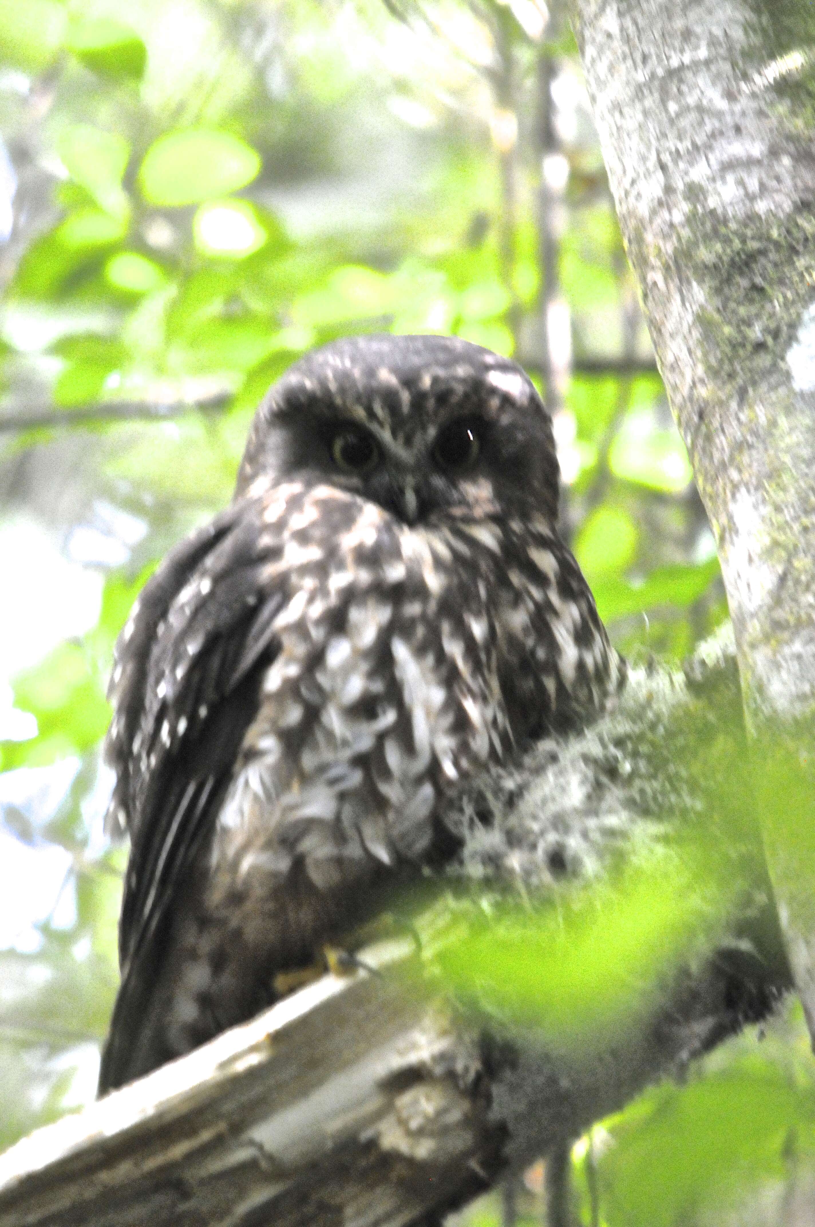 Image of Morepork