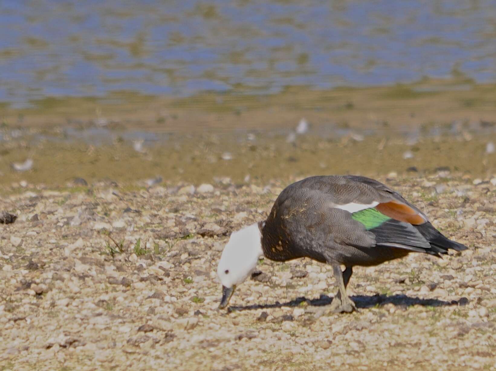 Image of Paradise Shelduck