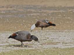 Image of Paradise Shelduck