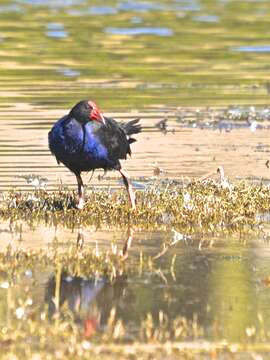 Image of Australasian Swamphen