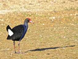 Image of Australasian Swamphen