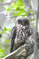 Image of Morepork