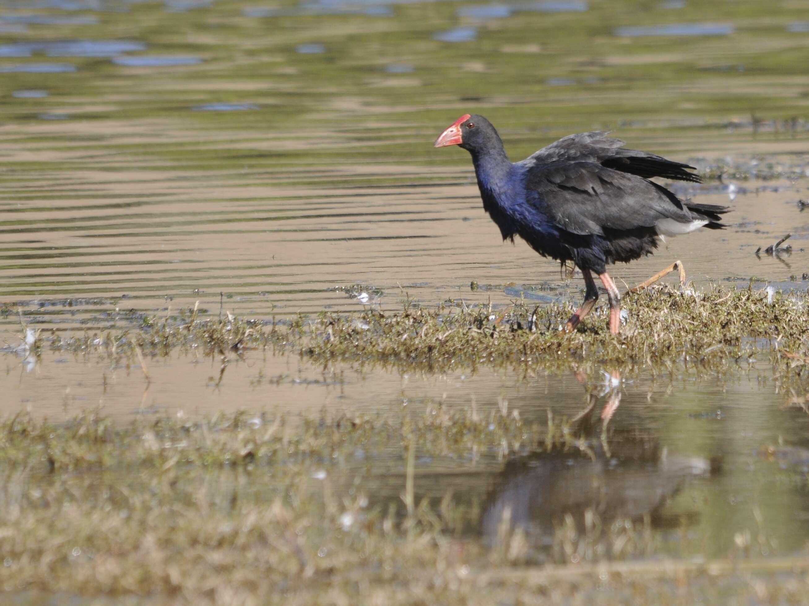 Image of Australasian Swamphen