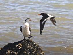 Image of South Island Oystercatcher