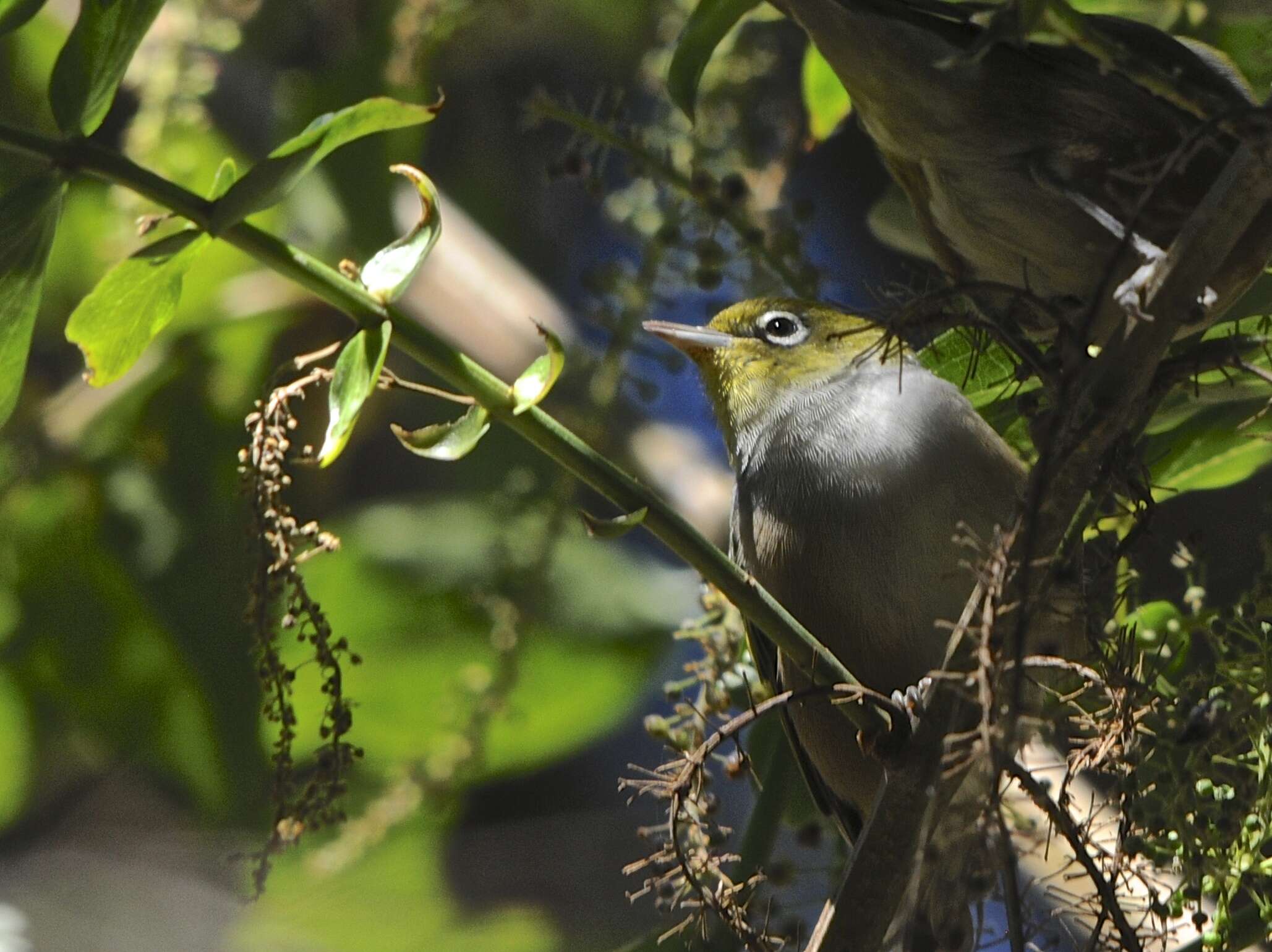 Image of Silvereye