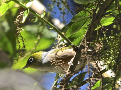 Image of Silvereye