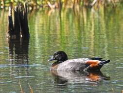 Image of Paradise Shelduck