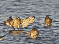 Image of Bar-tailed Godwit