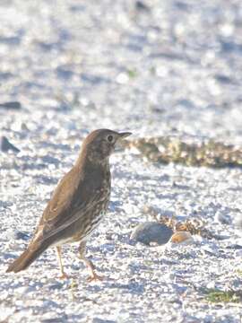 Image of Song Thrush