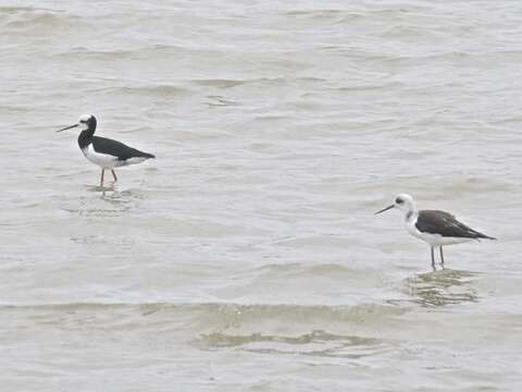 Image of Pied Stilt