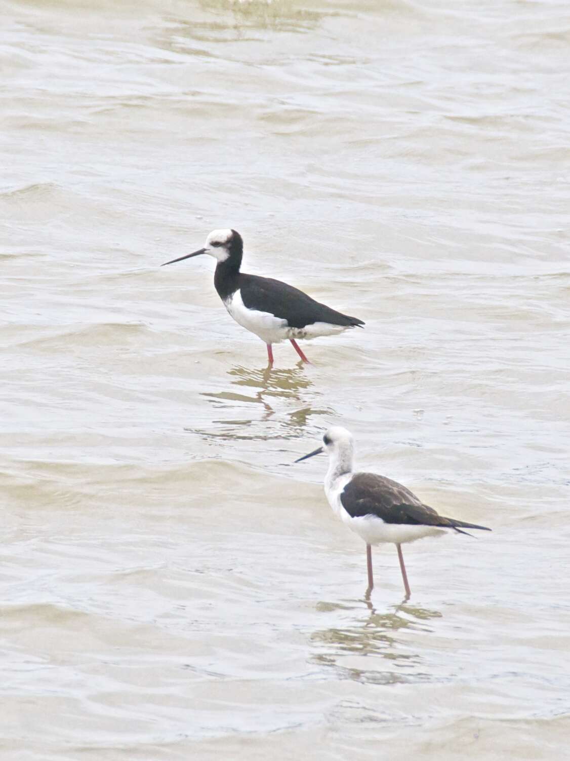 Image of Pied Stilt