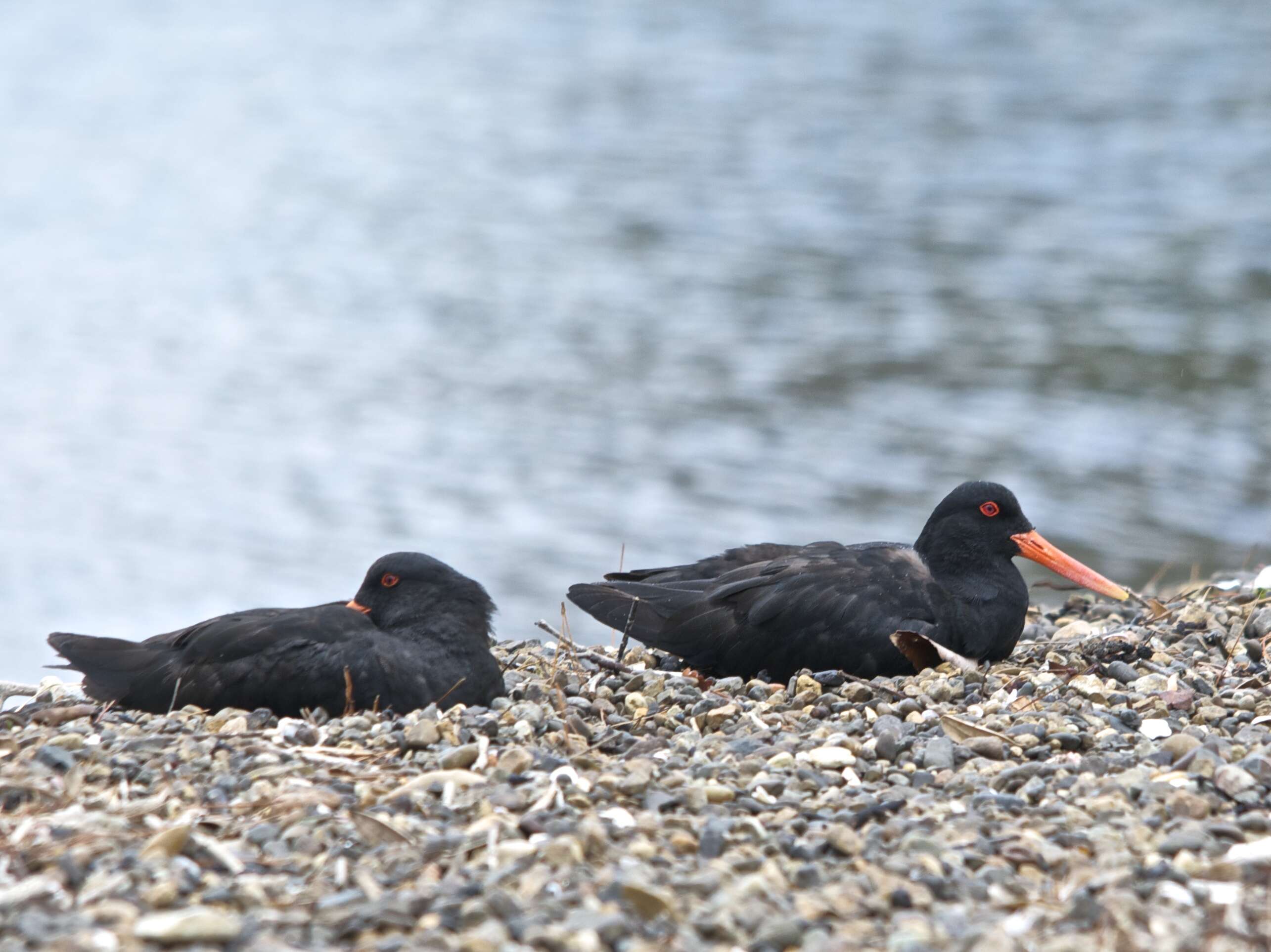 Imagem de Haematopus unicolor Forster & JR 1844