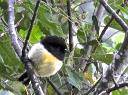 Image of New Zealand Tomtit