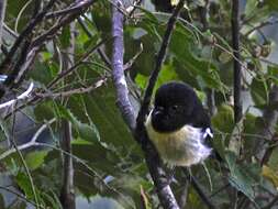 Image of New Zealand Tomtit