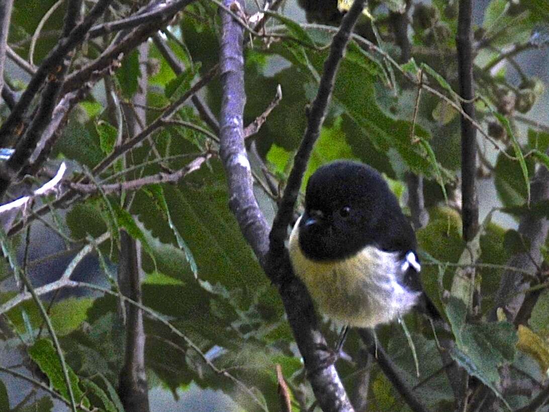 Image of New Zealand Tomtit