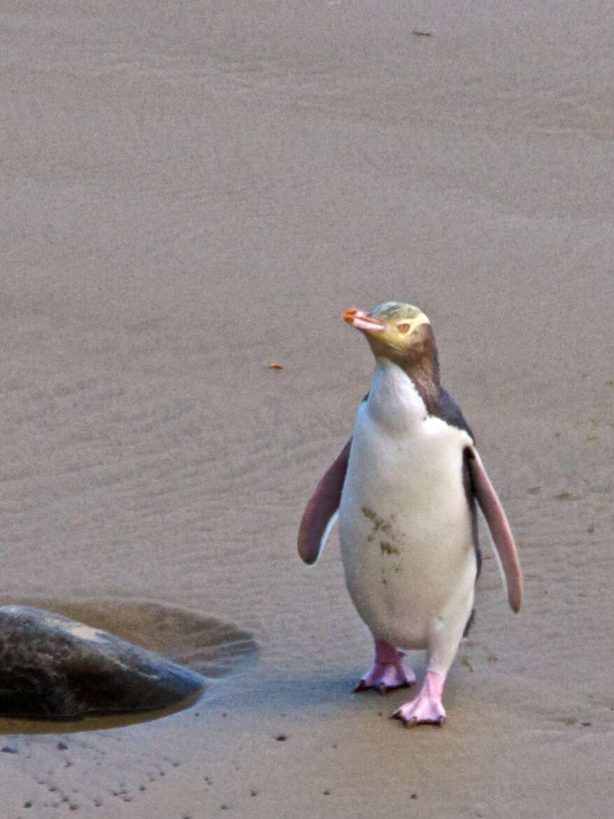 Image of Yellow-eyed Penguins