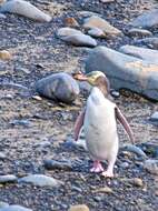 Image of Yellow-eyed Penguins