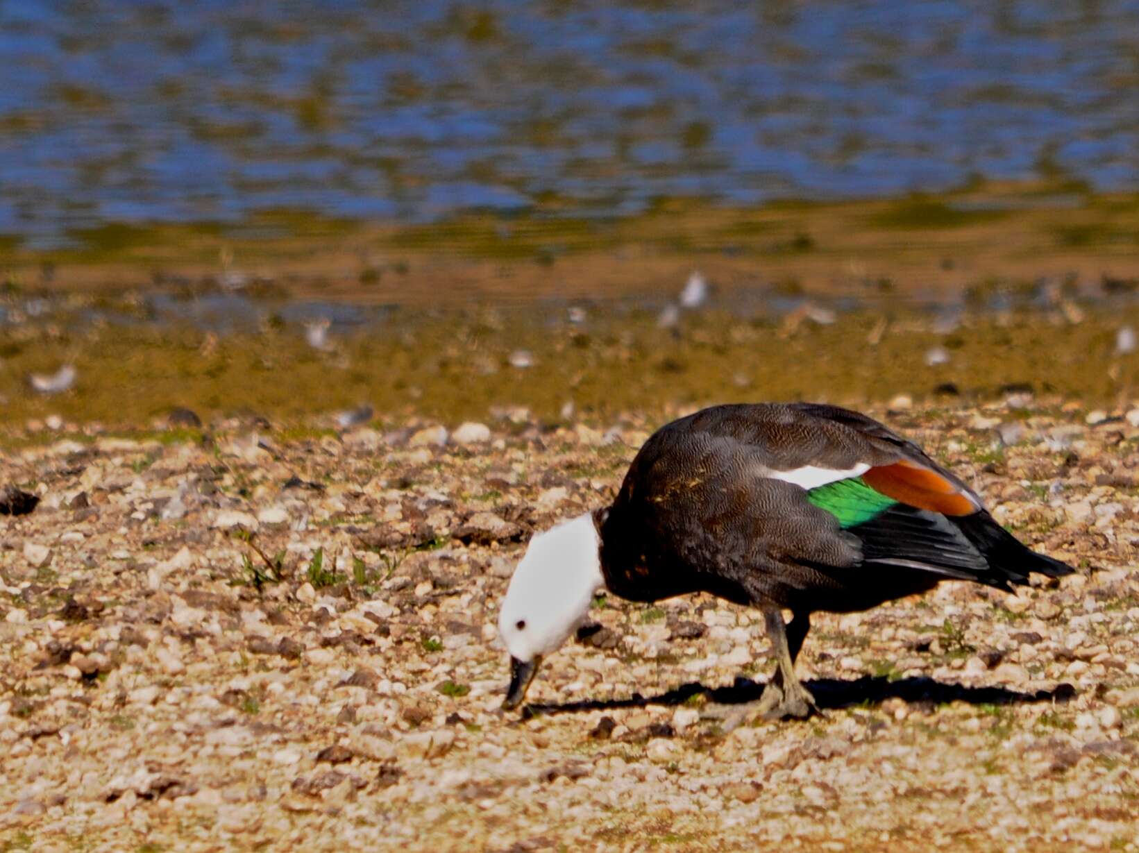 Image of Paradise Shelduck