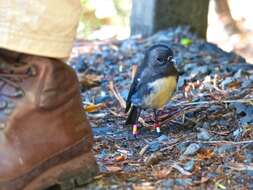 Image of New Zealand Robin