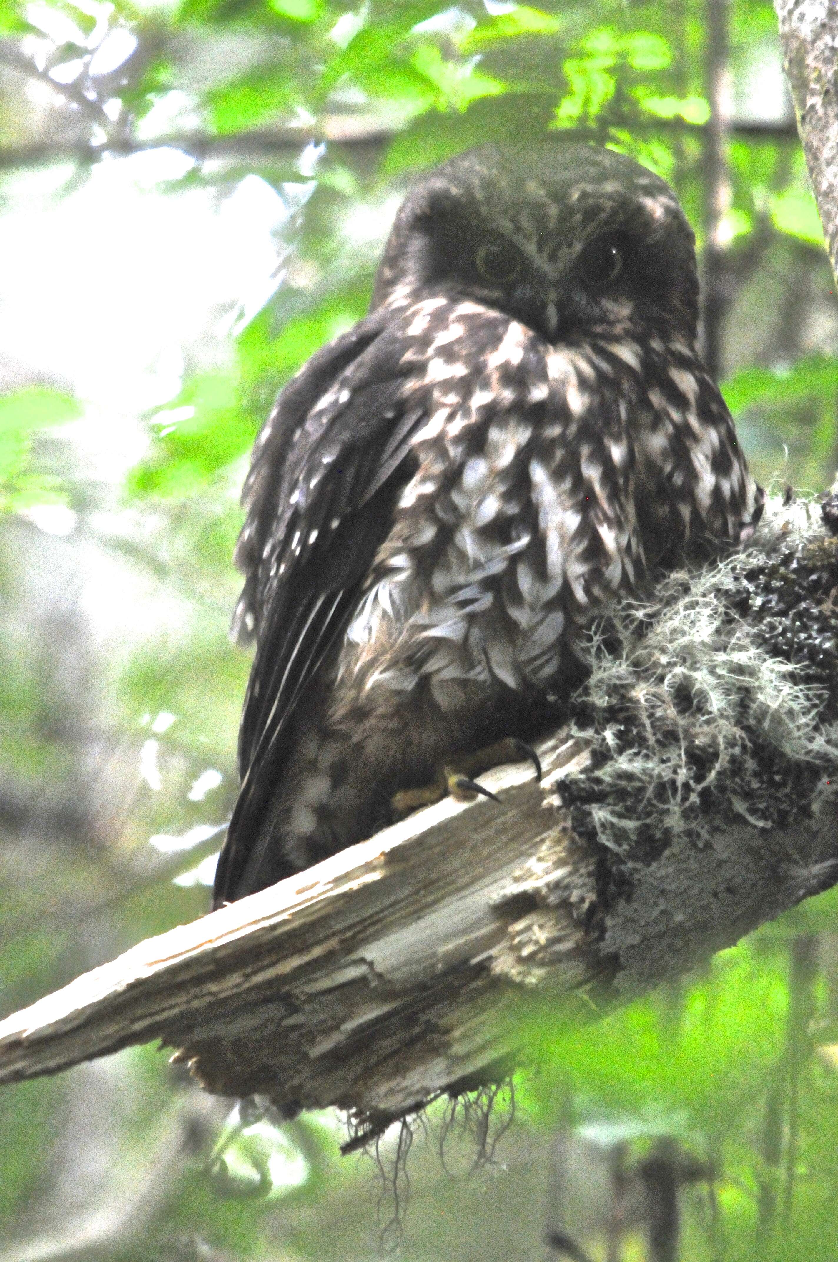 Image of Morepork