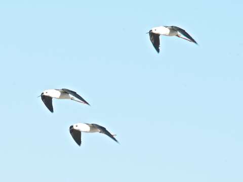 Image of Pied Stilt