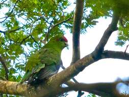 Image of Red-crowned Parakeet