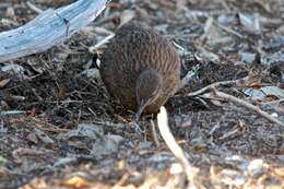 Image of Weka