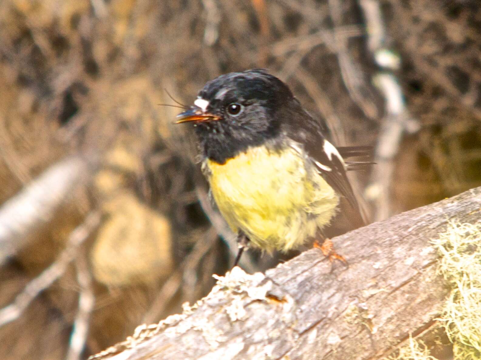 Image of New Zealand Tomtit