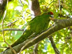 Image of Red-crowned Parakeet