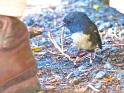 Image of New Zealand Robin