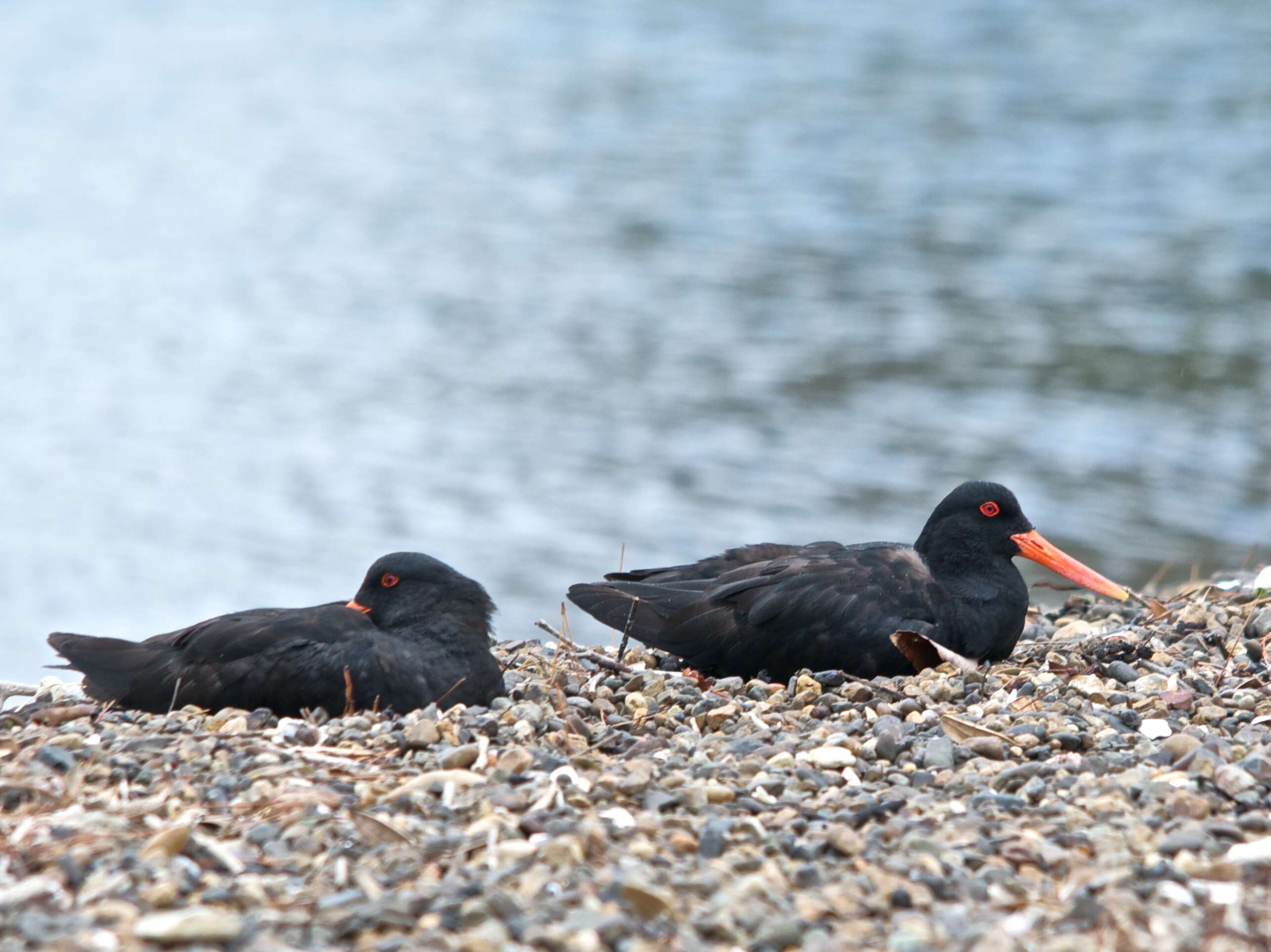 Imagem de Haematopus unicolor Forster & JR 1844