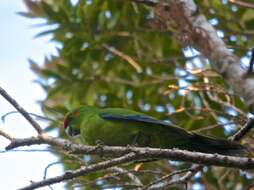 Image of Red-crowned Parakeet