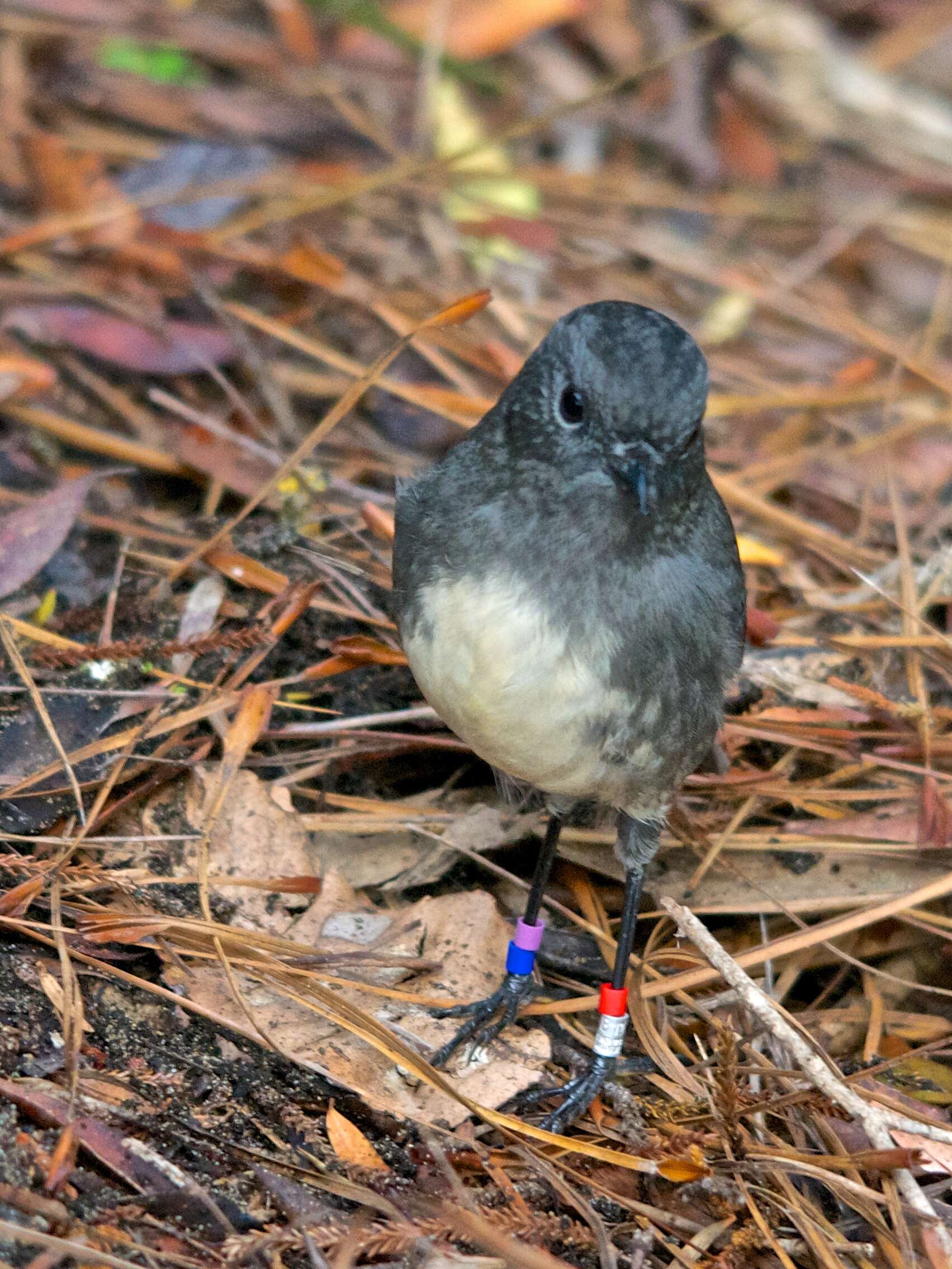 Image of New Zealand Robin