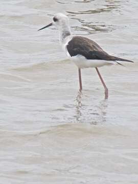 Image of Pied Stilt