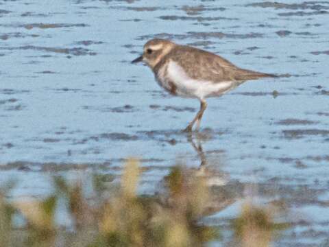 Charadrius bicinctus Jardine & Selby 1827 resmi