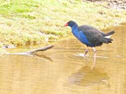 Image of Australasian Swamphen