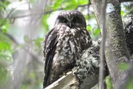 Image of Morepork