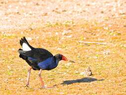 Image of Australasian Swamphen