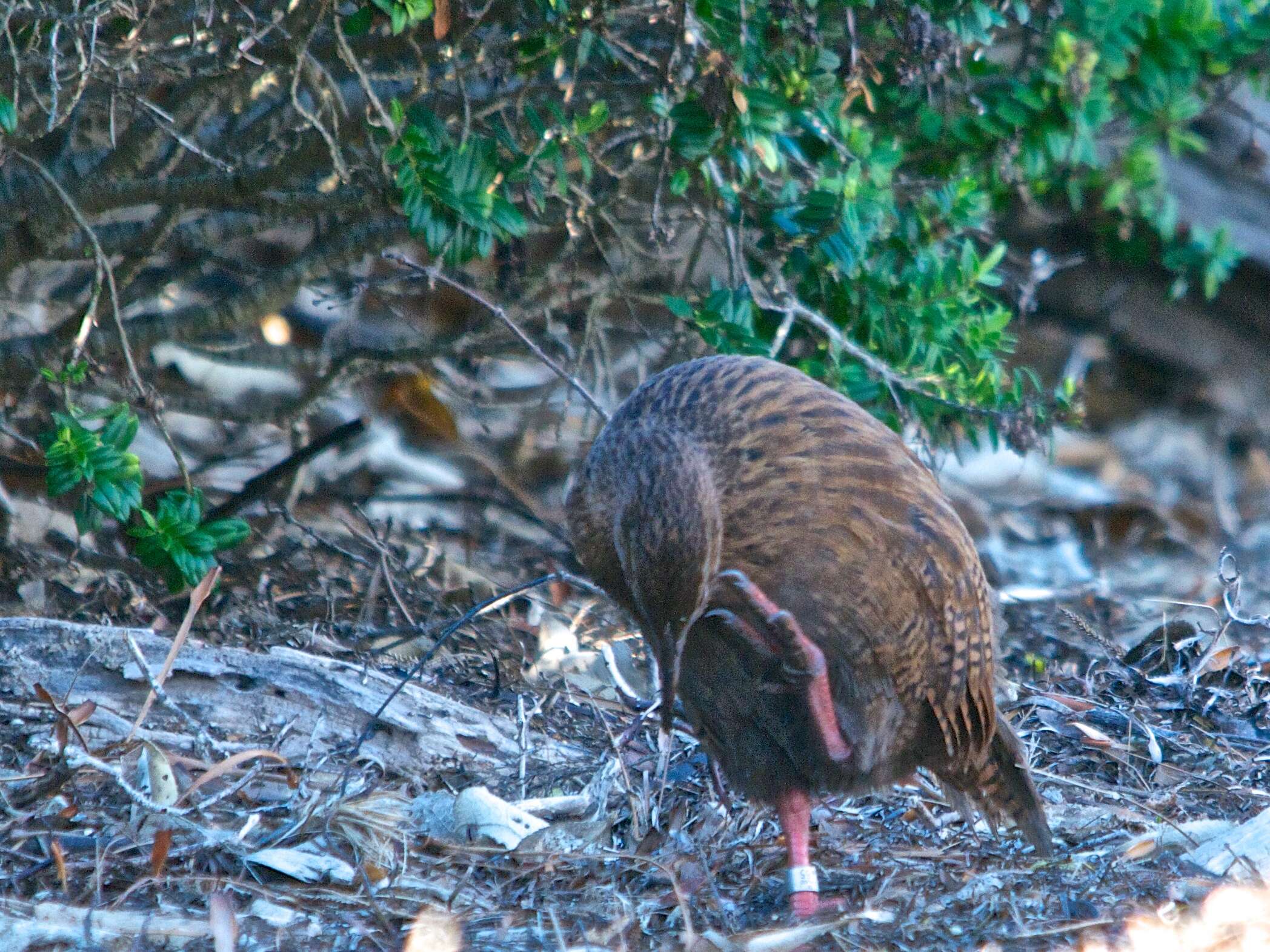 Image of Weka